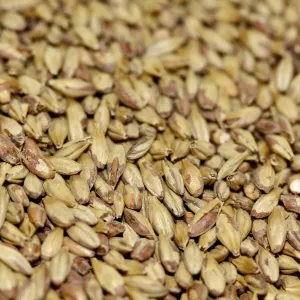 Amber Malt